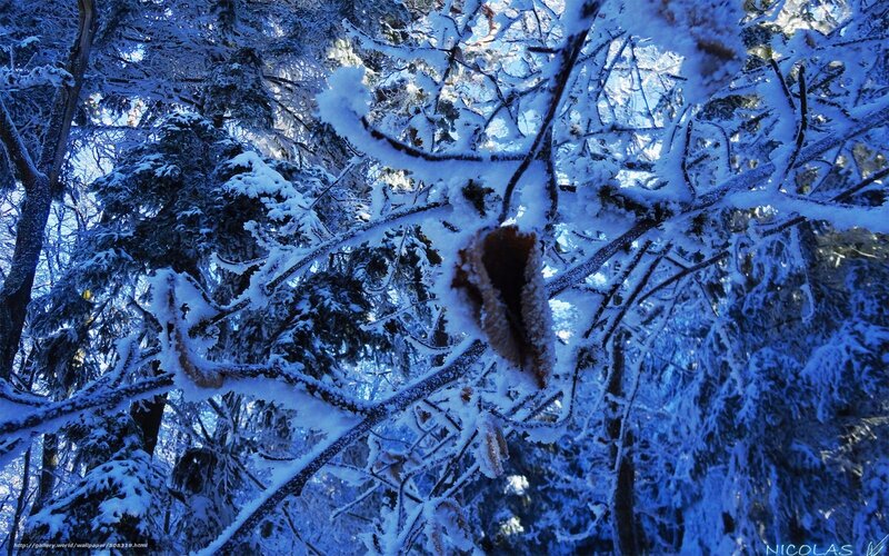 Snow-covered Tree Branches — Blue, Serene, Winter, Photograph, Trees