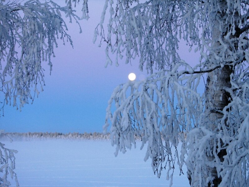 Snow-covered Tree Branches — Blue, Serene, Winter