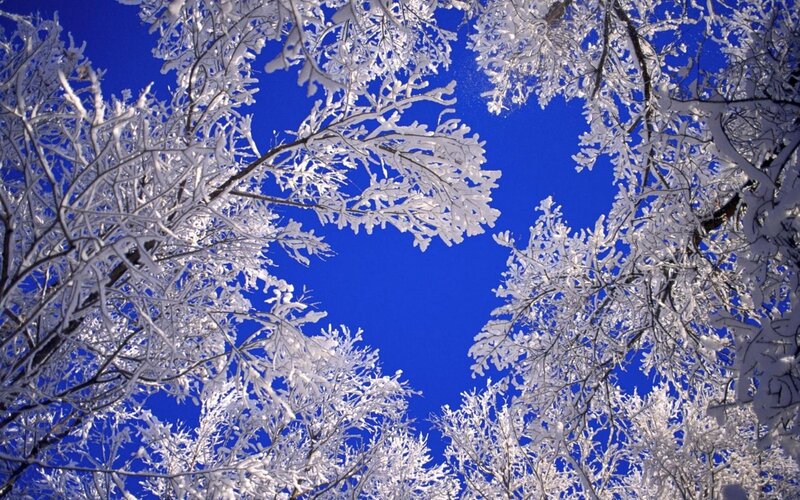 Snow-covered Tree Branches — Blue, Snow