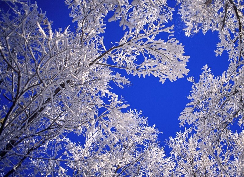 Snow-covered Tree Branches — Blue