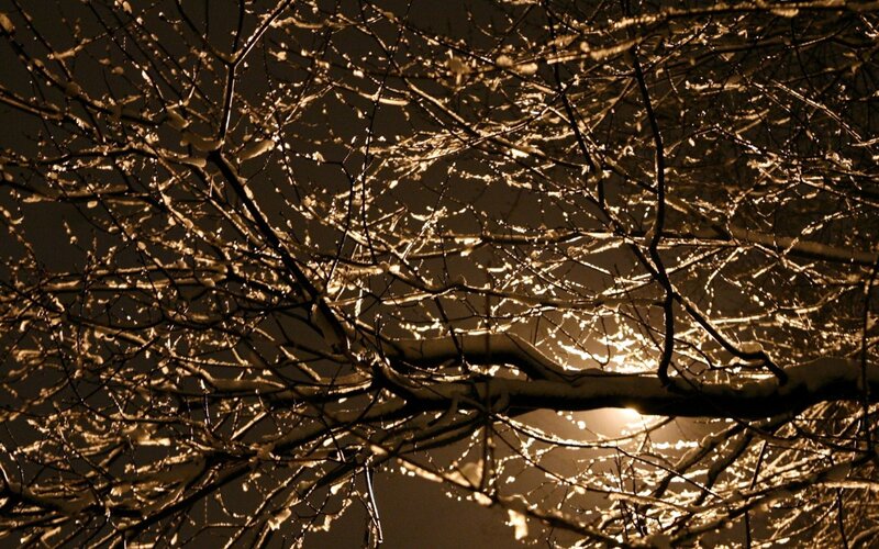 Snow-covered Tree Branches — Brown