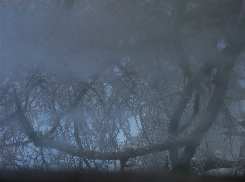 Snow-covered Tree Branches — Gray