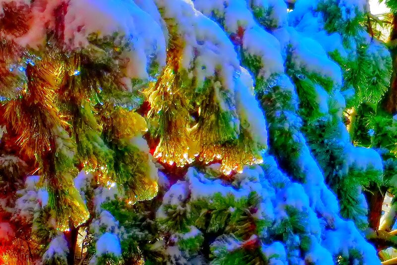 Snow-covered Tree Branches — Green, Festive, Night
