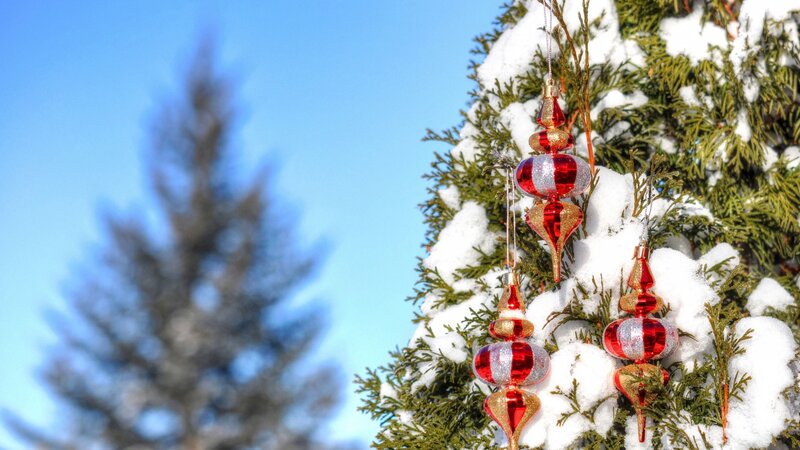 Snow-covered Tree Branches — Green, Festive, Winter