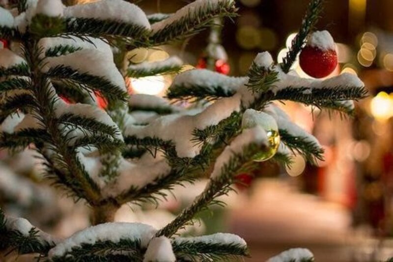 Snow-covered Tree Branches — Green