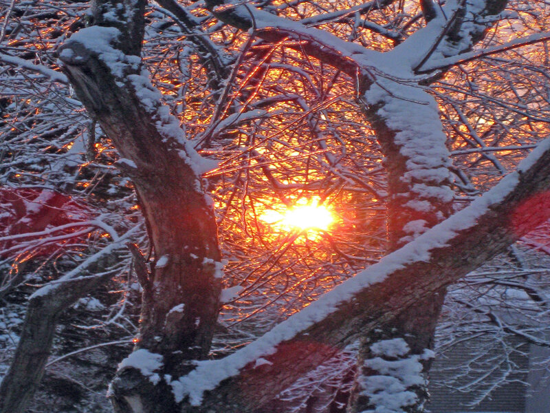 Snow-covered Tree Branches — Orange, Dramatic