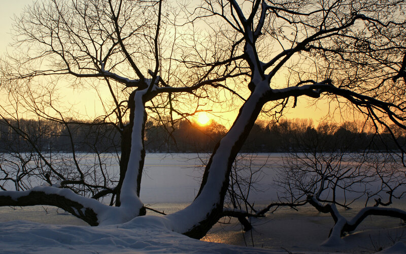 Snow-covered Tree Branches — Orange, Serene