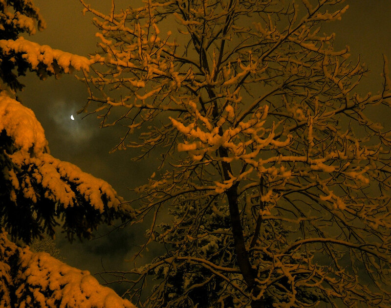 Snow-covered Tree Branches — Orange