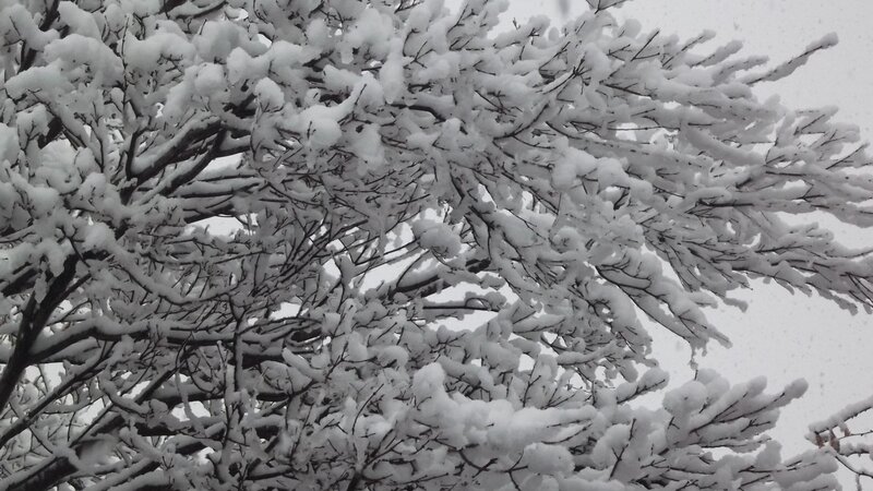 Snow-covered Tree Branches — Photograph