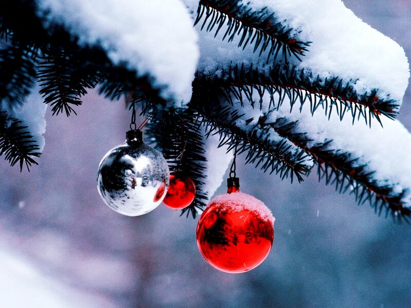 Snow-covered Tree Branches — Red, Calm