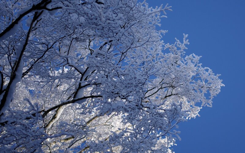 Snow-covered Tree Branches — Snow