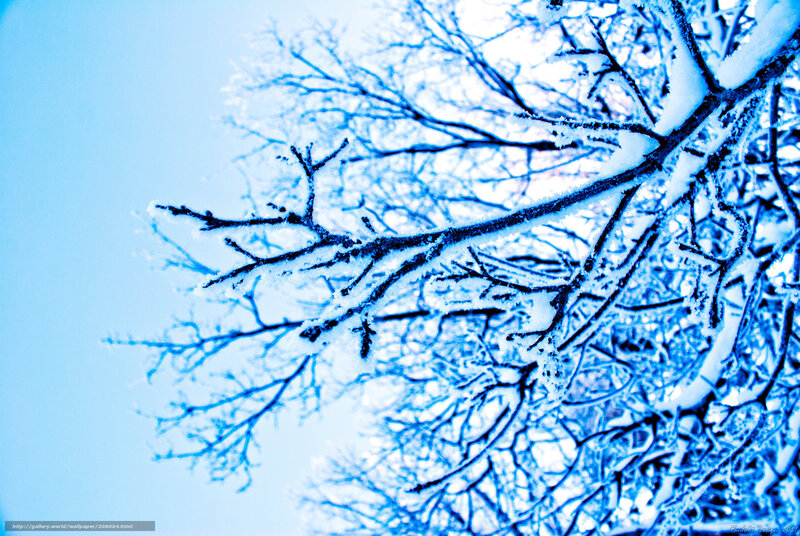 snow-covered tree branches