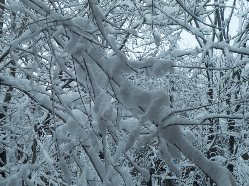 Snow-covered Tree Branches — Trees