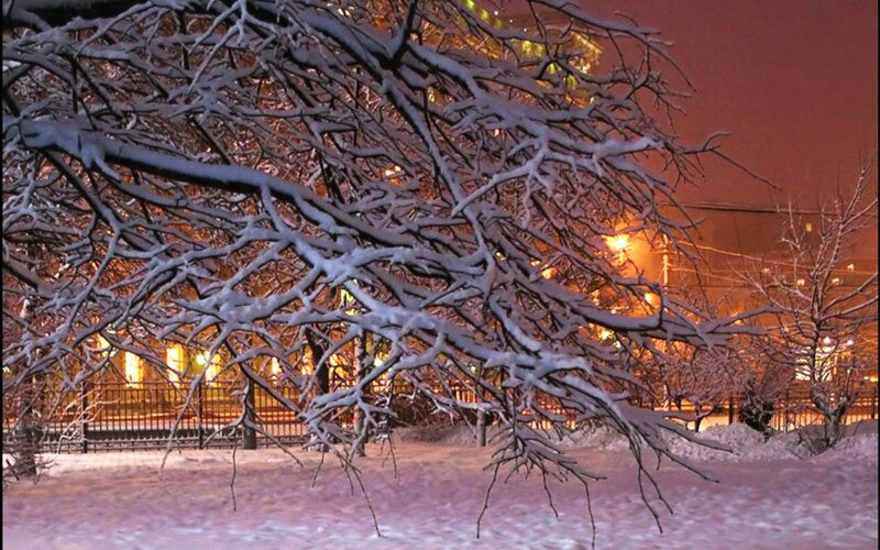 Snow-covered Tree Branches — White, Calm, Night
