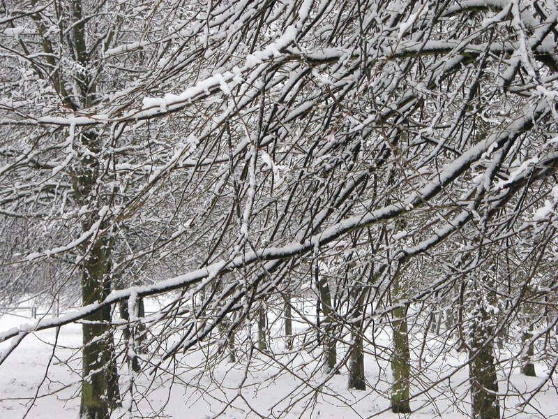 Snow-covered Tree Branches — White, Calm