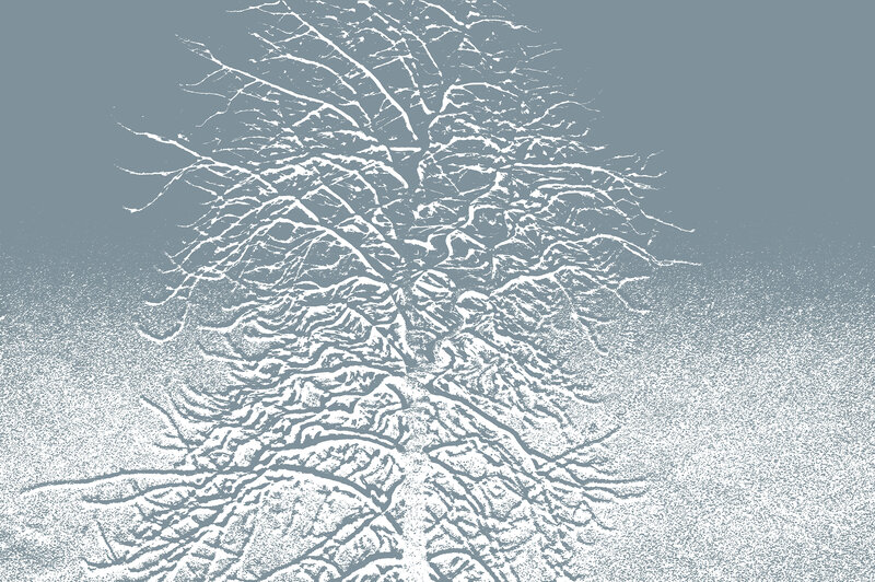 Snow-covered Tree Branches — White, Calm, Winter, Illustration