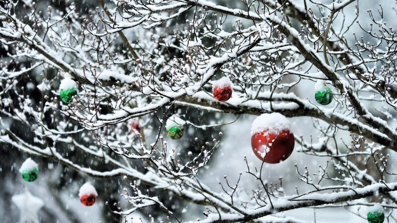 Snow-covered Tree Branches — White, Calm, Winter, Photograph, Ornaments