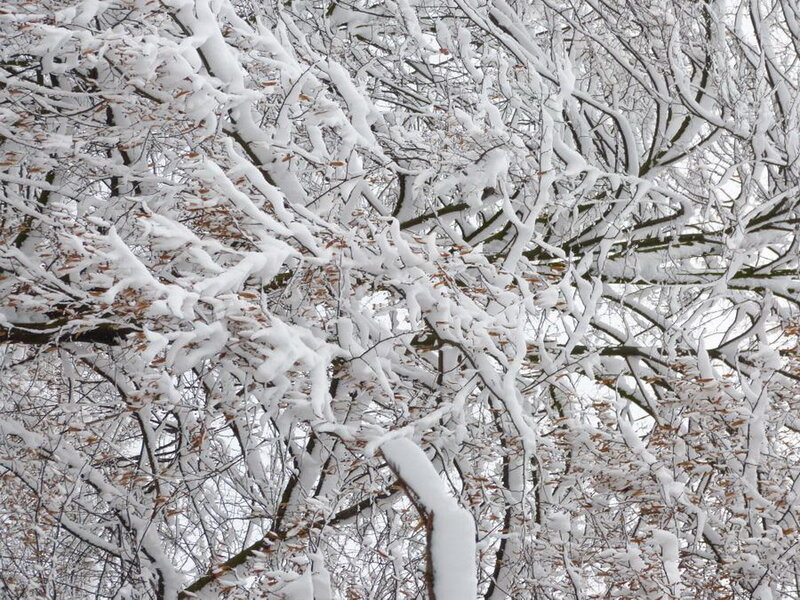 Snow-covered Tree Branches — White, Calm, Winter, Photograph, Snow, Leaves