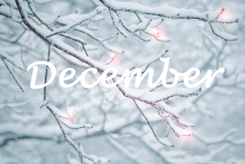 Snow-covered Tree Branches — White, Calm, Winter, Photograph, Snow, Lights