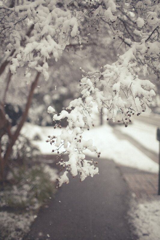 Snow-covered Tree Branches — White, Calm, Winter, Photograph, Snow, Path