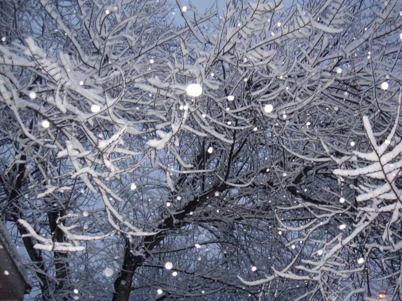 Snow-covered Tree Branches — White, Calm, Winter, Photograph, Snow, Sky
