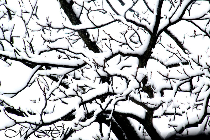 Snow-covered Tree Branches — White, Calm, Winter, Photograph, Snow