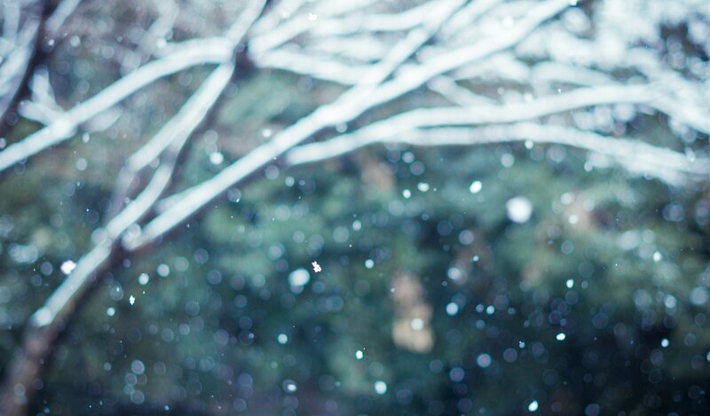 Snow-covered Tree Branches — White, Calm, Winter, Photograph, Snow, Trees