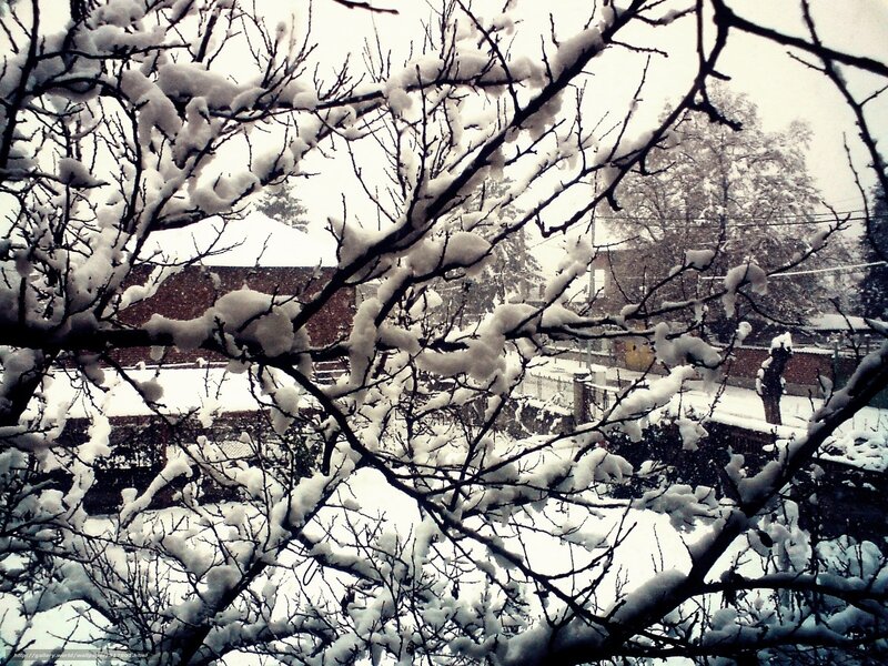 Snow-covered Tree Branches — White, Calm, Winter, Photograph, Trees, Buildings