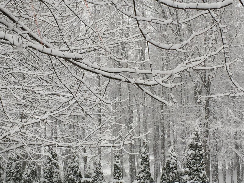 Snow-covered Tree Branches — White, Calm, Winter, Photograph, Trees, Snow, Forest