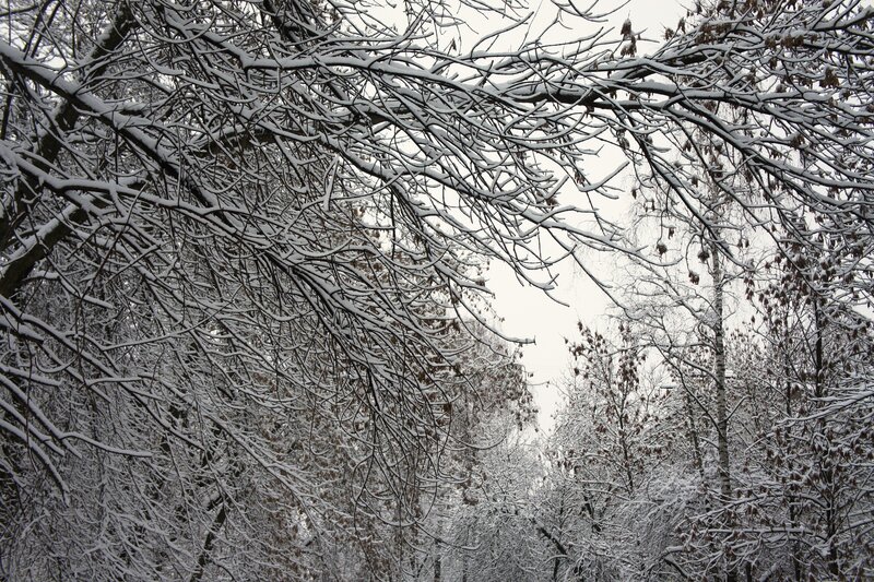 Snow-covered Tree Branches — White, Calm, Winter, Photograph, Trees, Snow, Sky, Gray