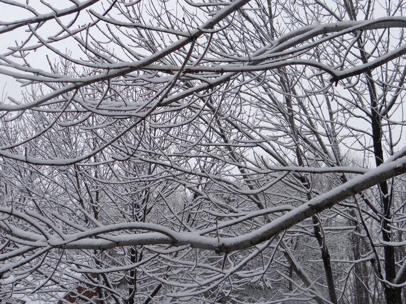 Snow-covered Tree Branches — White, Calm, Winter, Photograph, Trees, Snow, Sky
