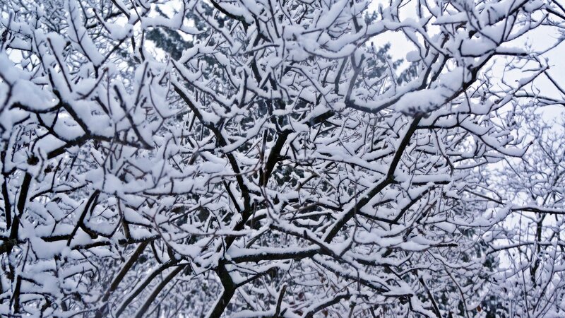 Snow-covered Tree Branches — White, Calm, Winter, Photograph, Trees, Snow
