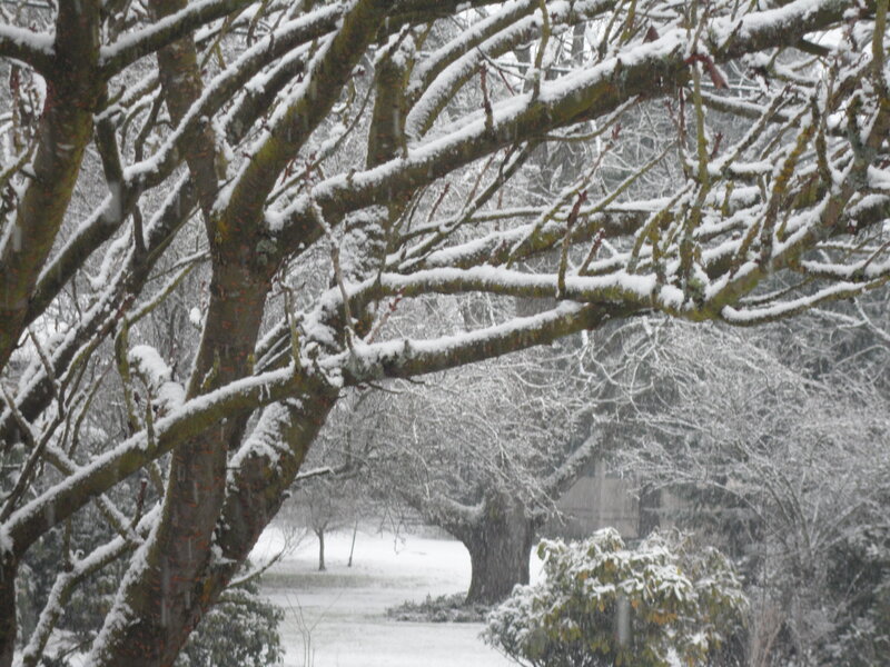 Snow-covered Tree Branches — White, Calm, Winter, Photograph, Trees
