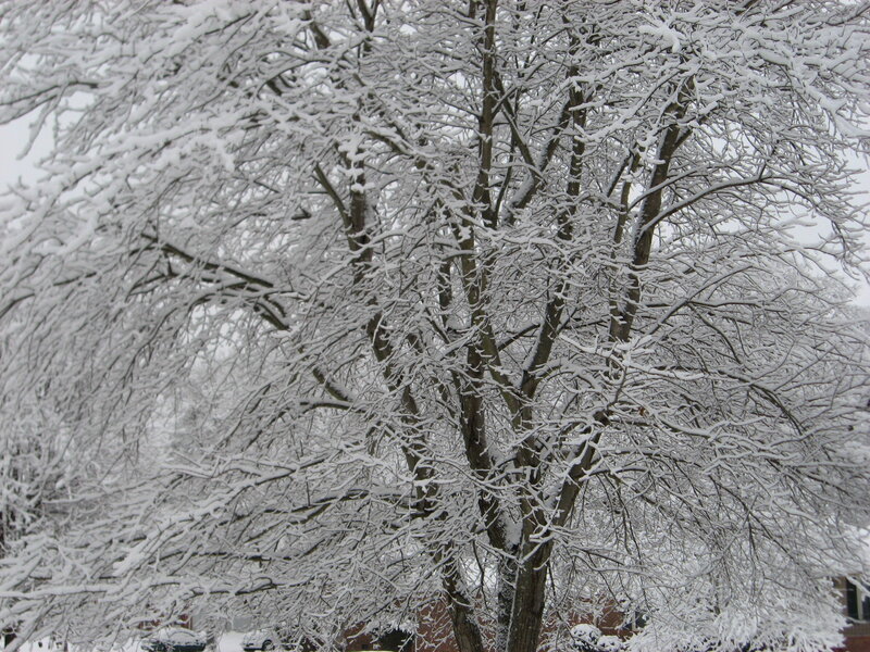 Snow-covered Tree Branches — White, Calm, Winter