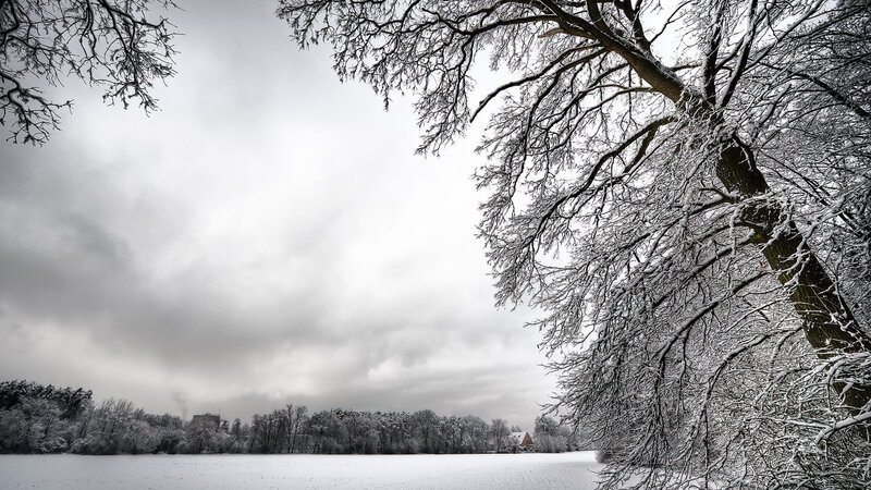 Snow-covered Tree Branches — White, Cold