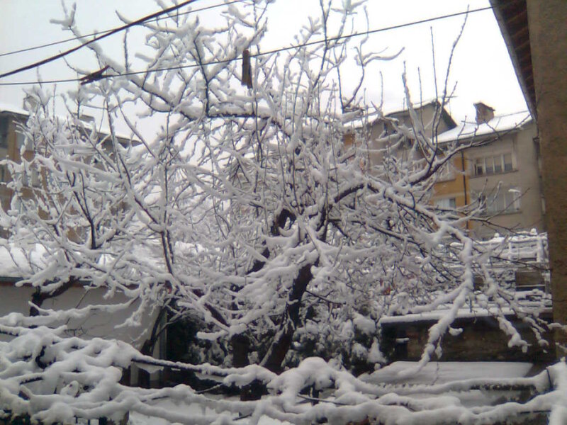 Snow-covered Tree Branches — White, Cold, Winter, Photograph, Buildings, Power Lines
