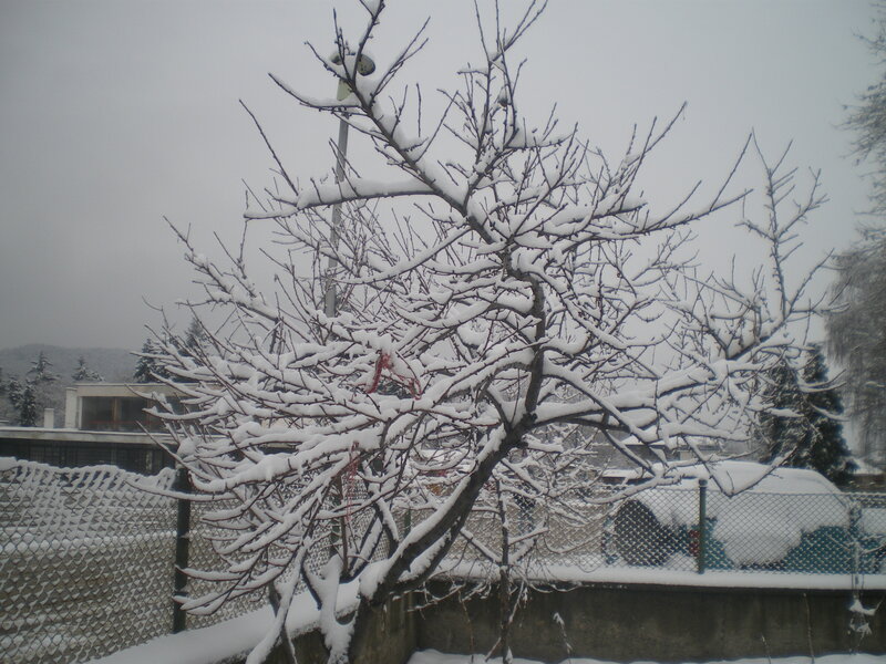 Snow-covered Tree Branches — White, Cold, Winter, Photograph, Fence