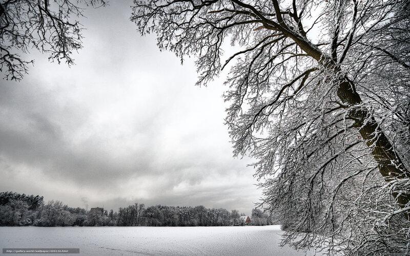 Snow-covered Tree Branches — White, Cold, Winter, Photograph, Snow, Clouds