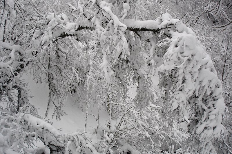 Snow-covered Tree Branches — White, Cold, Winter, Photograph, Snow, Forest