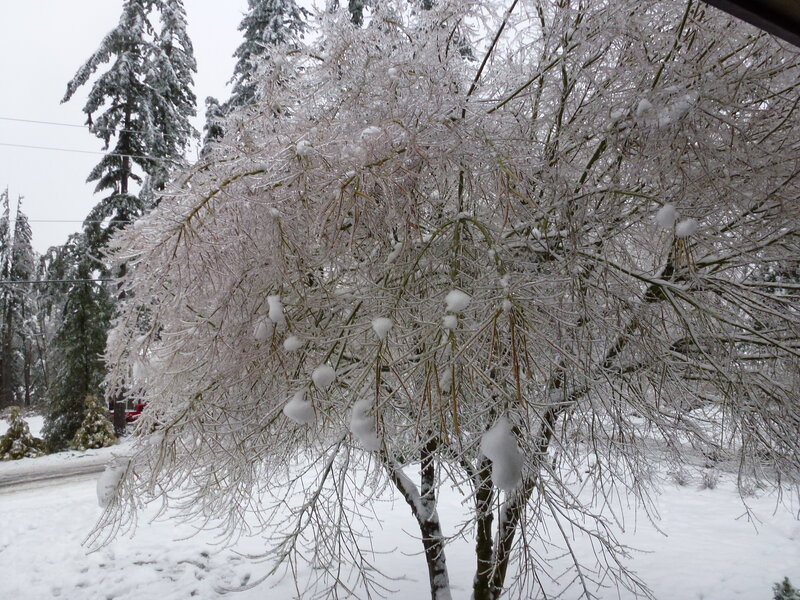 Snow-covered Tree Branches — White, Cold, Winter, Photograph, Snow