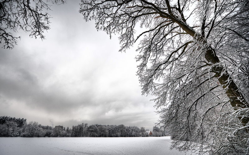 Snow-covered Tree Branches — White, Cold, Winter, Photograph, Snow, Trees, Field, Sky