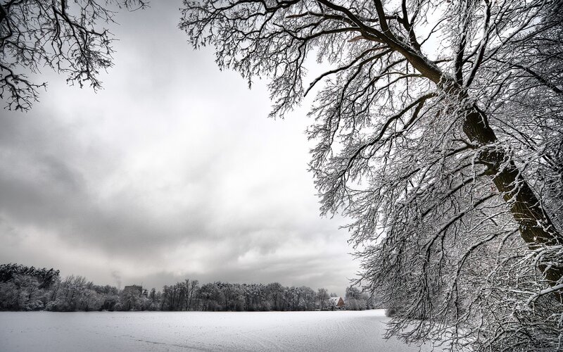 Snow-covered Tree Branches — White, Cold, Winter, Photograph, Snow, Trees, Field
