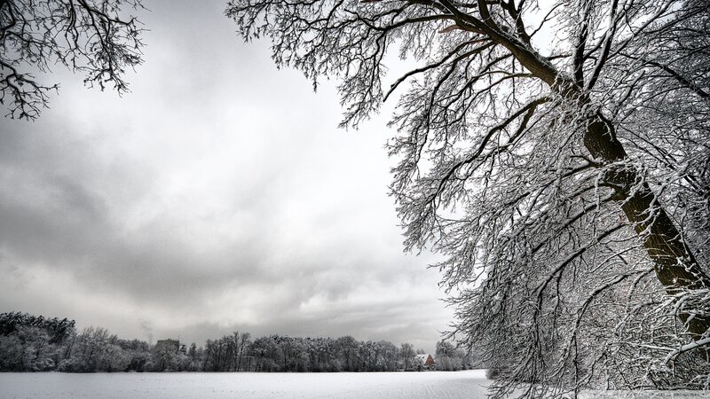 Snow-covered Tree Branches — White, Cold, Winter, Photograph, Snow, Trees