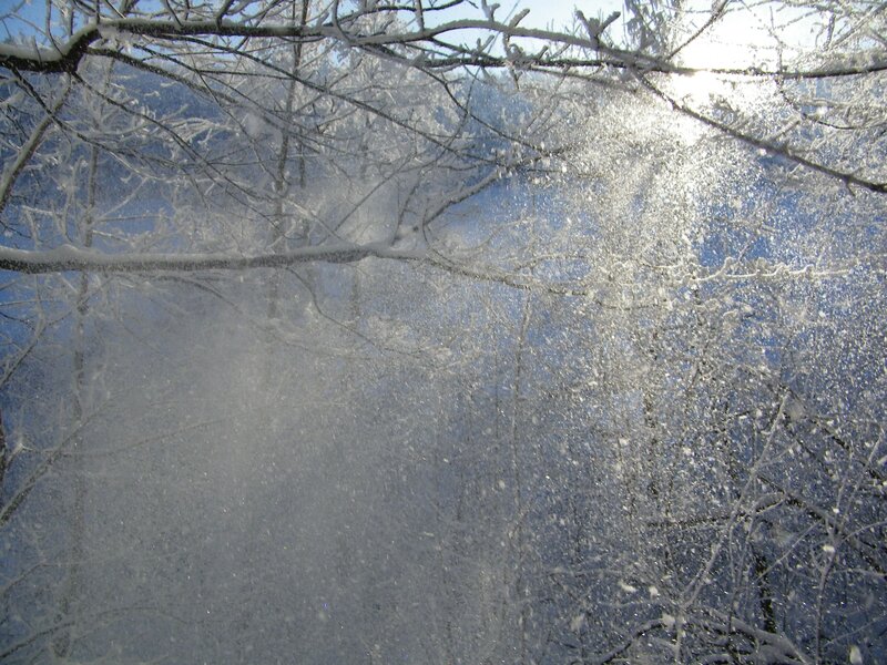 Snow-covered Tree Branches — White, Cold, Winter, Photograph