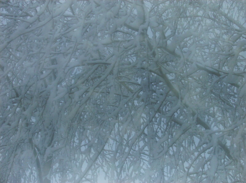 Snow-covered Tree Branches — White, Cold, Winter, Photograph, Trees, Snow