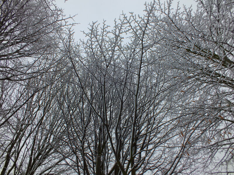 Snow-covered Tree Branches — White, Cold, Winter, Photograph, Trees