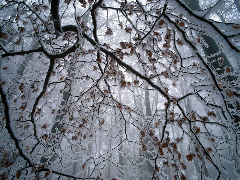 Snow-covered Tree Branches — White, Cold, Winter