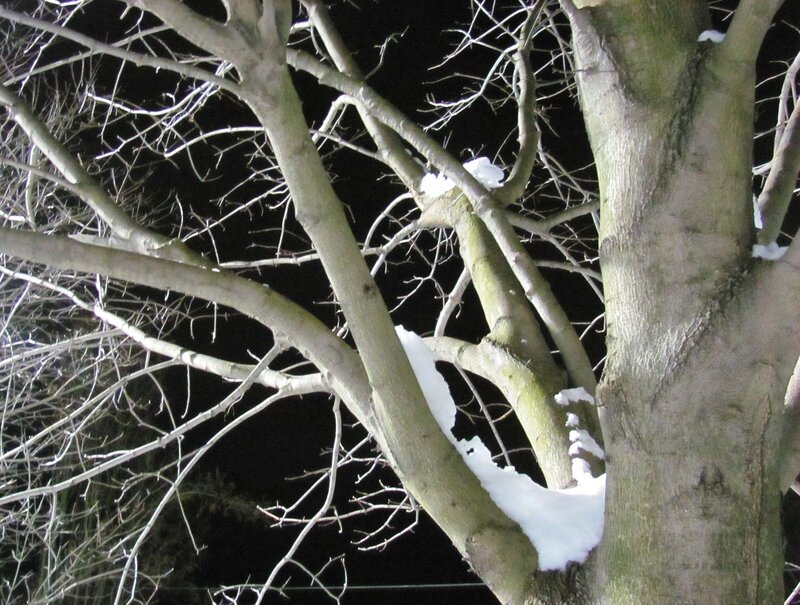 Snow-covered Tree Branches — White, Dark