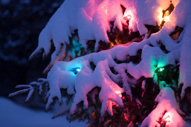 Snow-covered Tree Branches — White, Festive, Night
