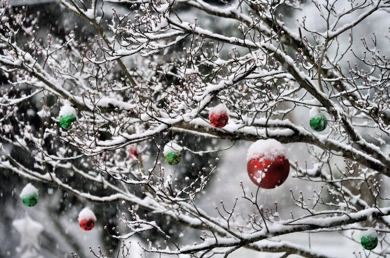 Snow-covered Tree Branches — White, Festive